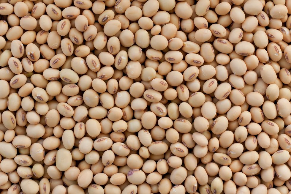 Soybeans background texture (XXL)