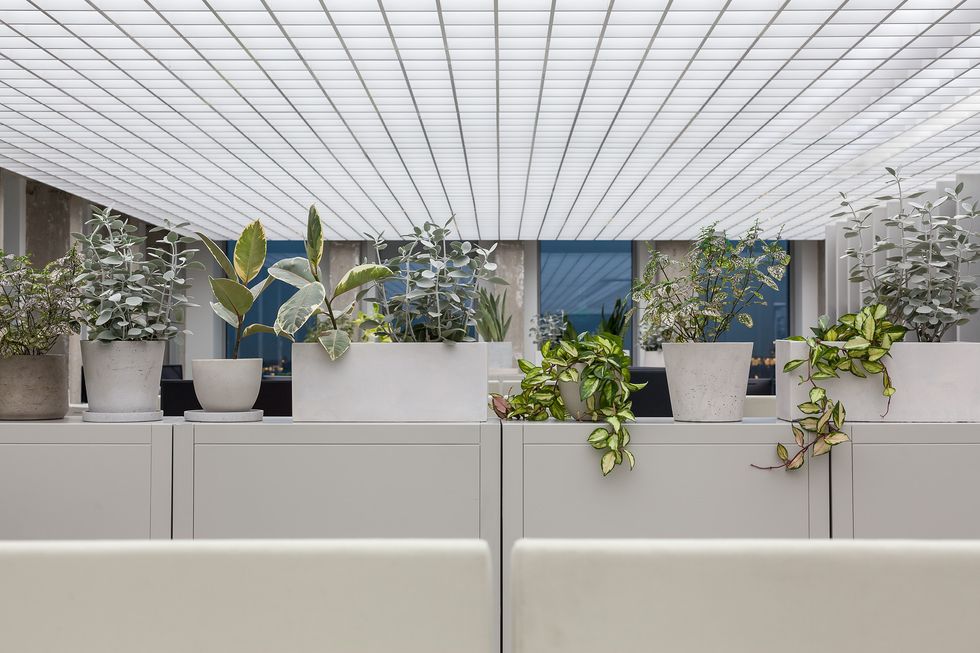 White, Flowerpot, Ceiling, Architecture, Houseplant, Interior design, Plant, Botany, Building, Design, 