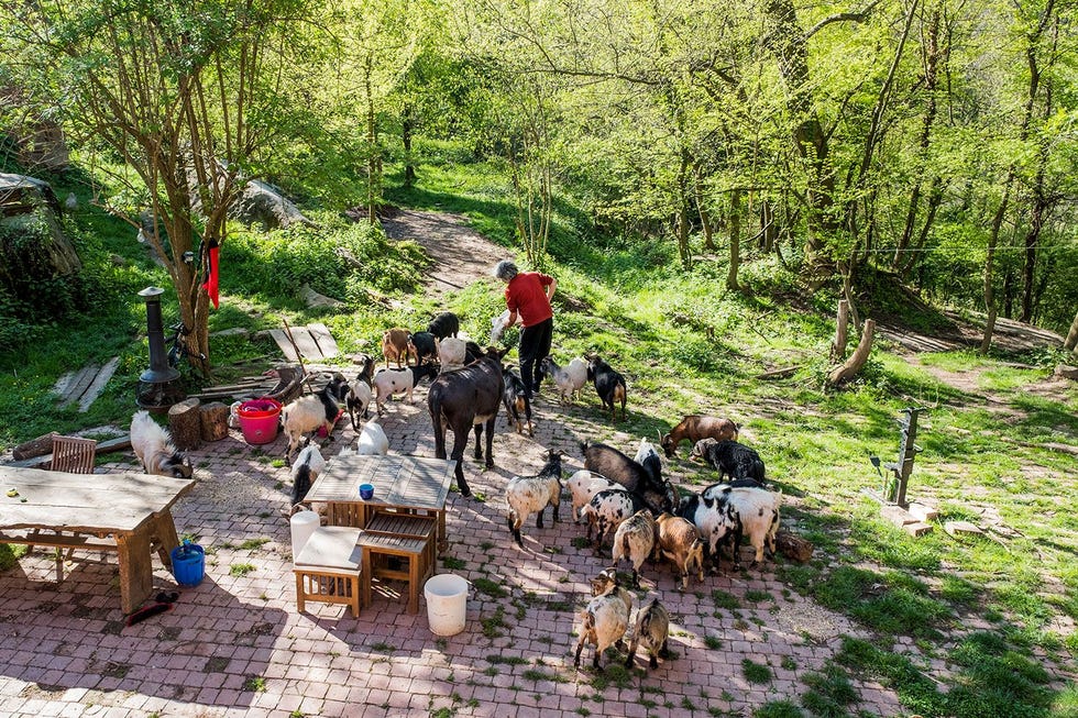 Ddac Costa voert de dieren voor zijn huis in Cal Amat Zijn wens is een ecogemeenschap te starten maar hij vindt door zijn uitgesproken ideen geen gelijkgestemden Derks Ze moeten zowel anarchistisch zijn als hippie en dan ook nog de financile middelen hebben om een rune op te knappen