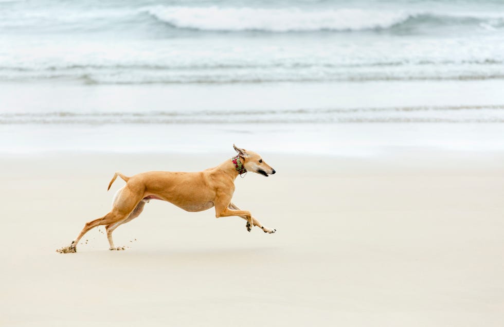 Greyhound Dog Running On Beach