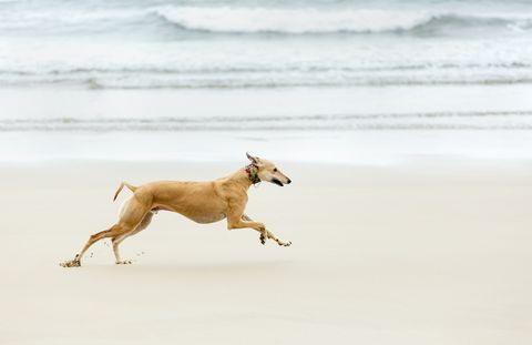Greyhound Dog Running On Beach