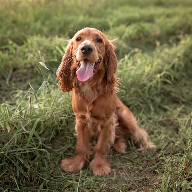 a beautiful red colored dog of the cocker spaniel breed runs around the lawn
