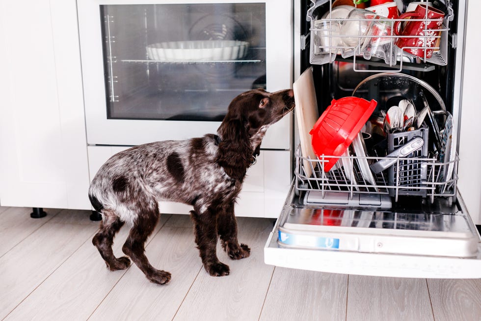 spaniel dog licks dirty plates in full dishwasher