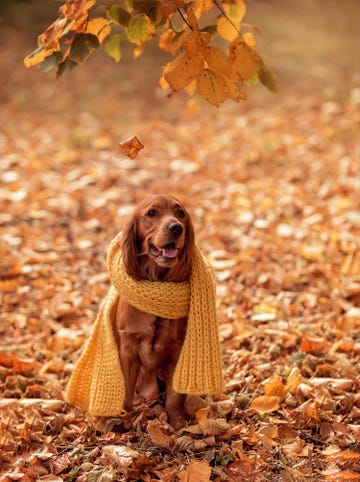 a spaniel in a yellow scarf on the background of autumn leaves in the park