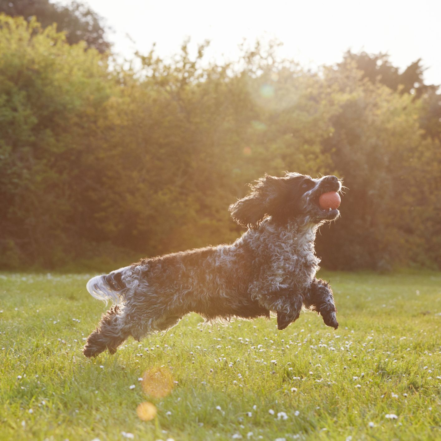 https://hips.hearstapps.com/hmg-prod/images/spaniel-running-with-ball-in-park-at-sunset-royalty-free-image-1626421098.jpg?crop=0.667xw:1.00xh;0.183xw,0&resize=2048:*