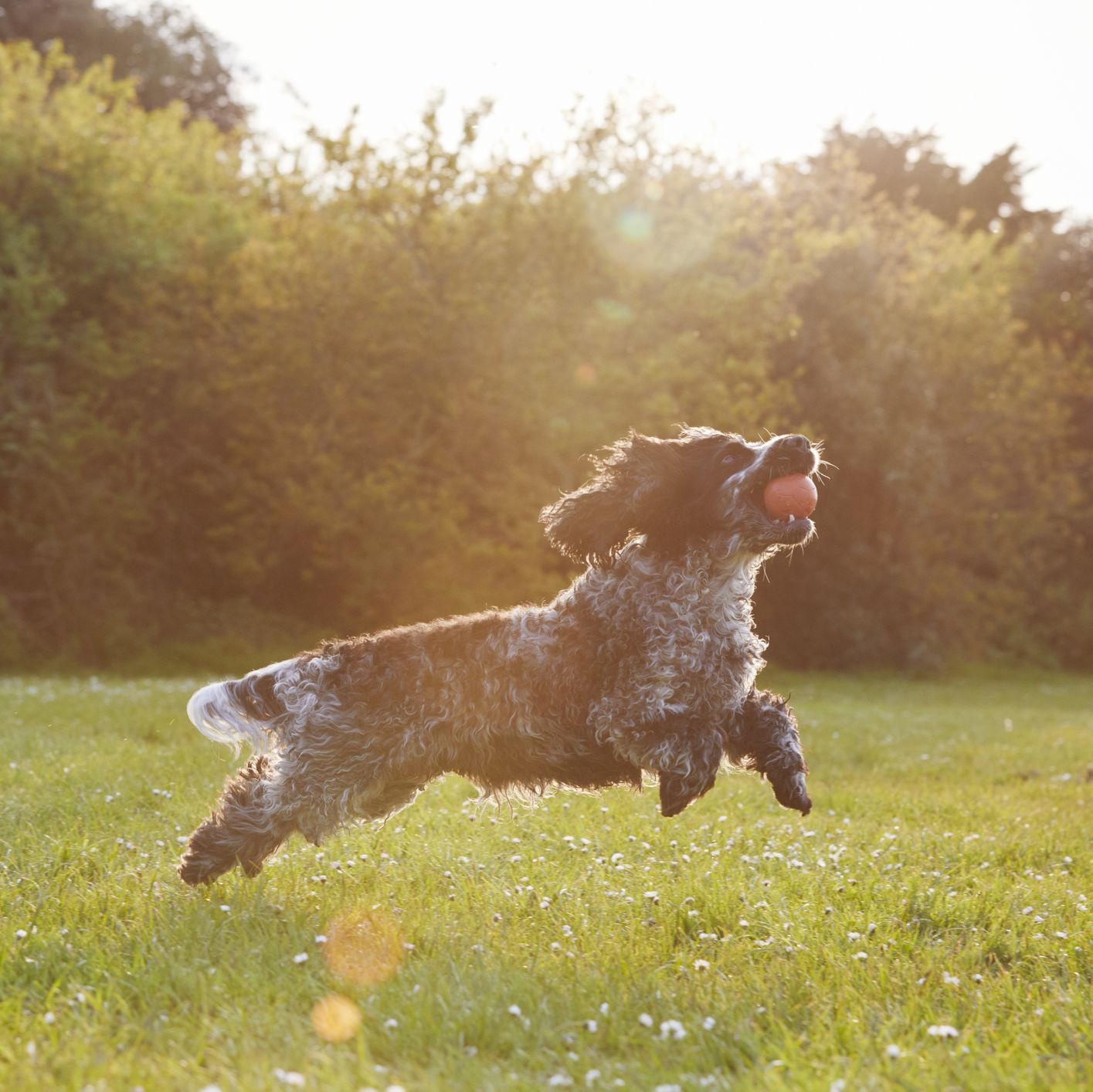 6 ways to protect your dogs from skin cancer in the sun