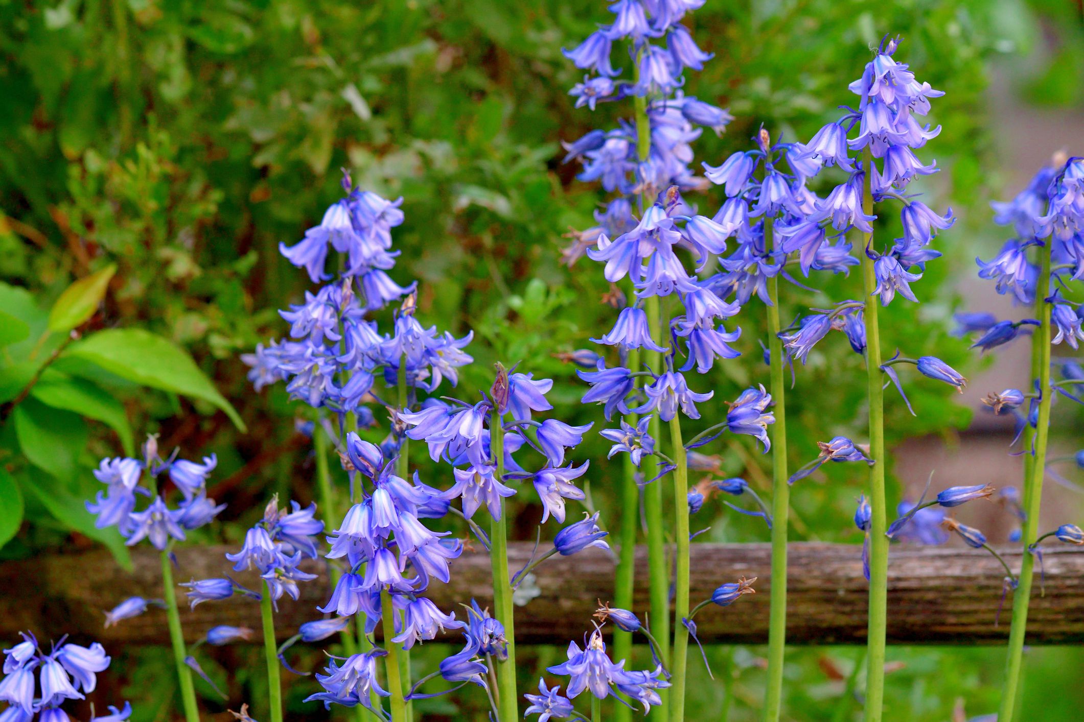 Spanish Bluebells, Save up to 75%