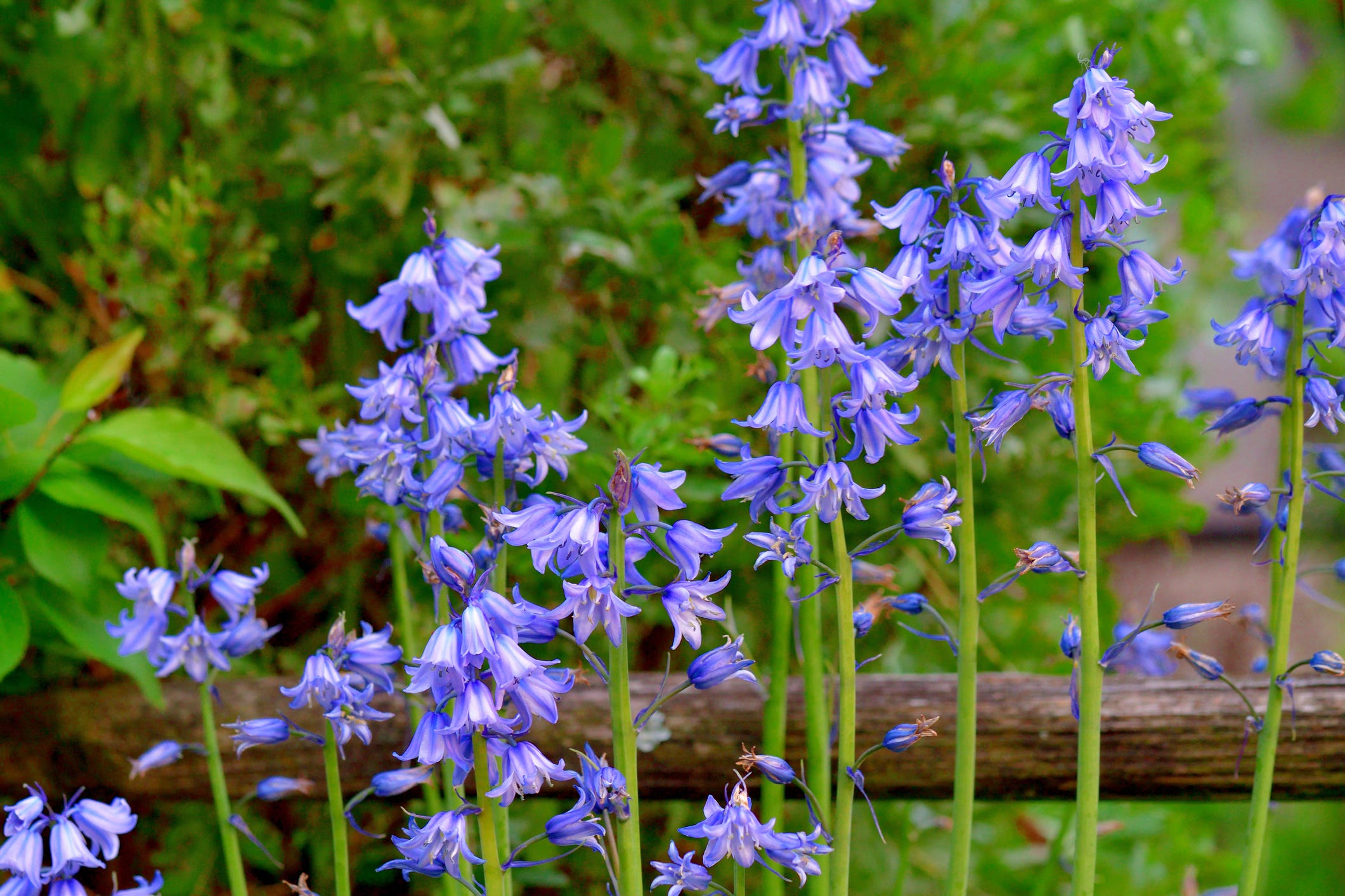 spanish-bluebell-scilla-hispanica-hyacinthoides-royalty-free-image-1694537317.jpg?crop\u003d0.88847xw:1xh;center,top\u0026resize\u003d1200:*