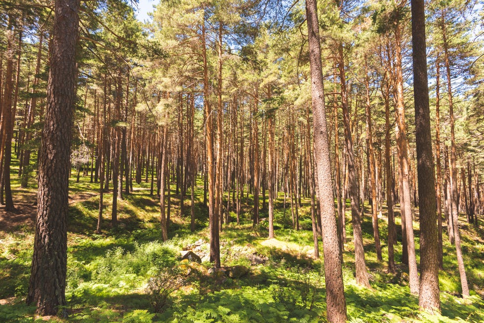 bosque