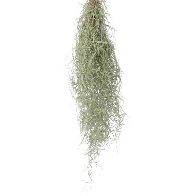 Spanish moss - air plant - Scandiscapes - £10