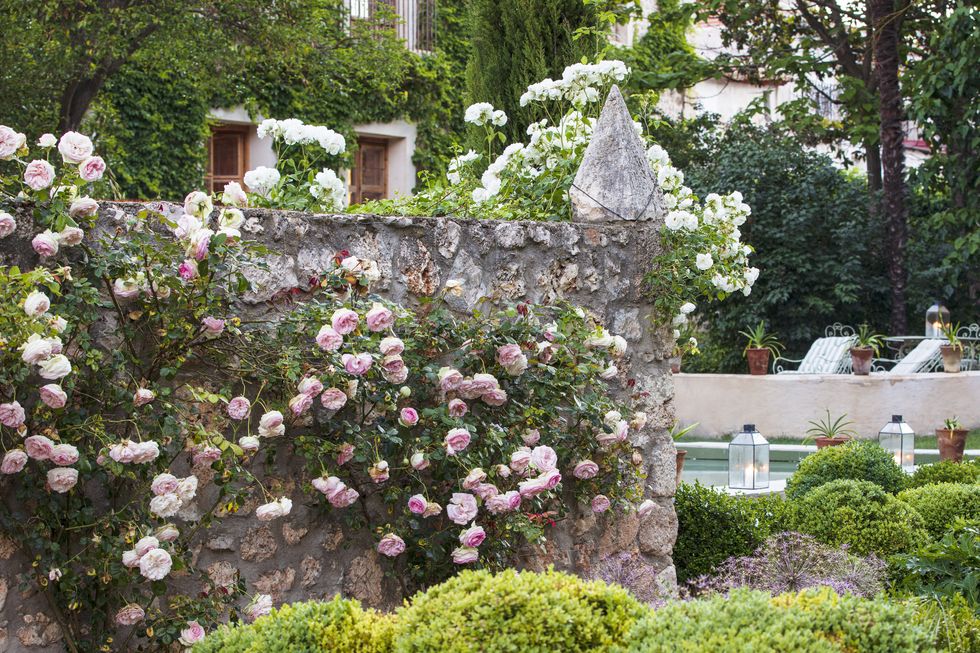 17th century palace in tendilla, spain design by Álvaro sampedro madame alfred carrière and eden roses ascend a reappointed stone wall