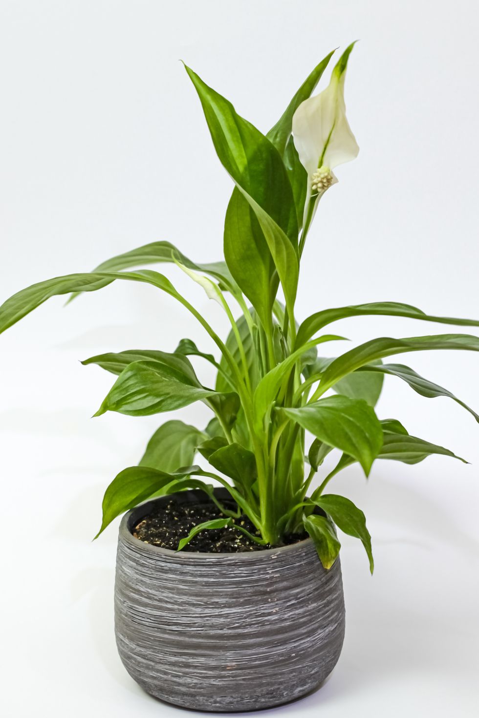 spathiphyllum commonly known as peace lily