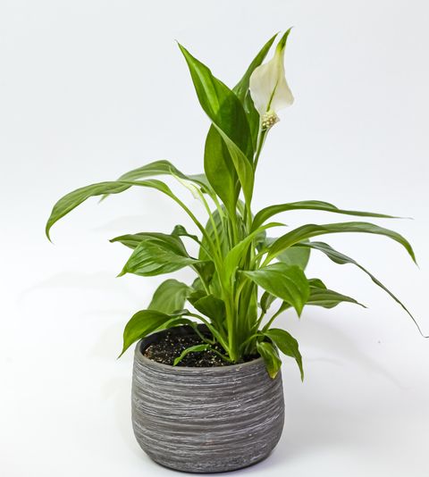 peace lily in gray pot