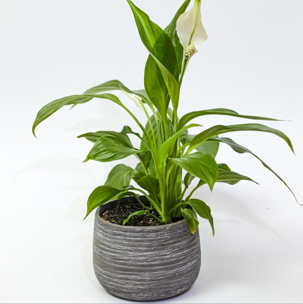 best bedroom plants peace lily