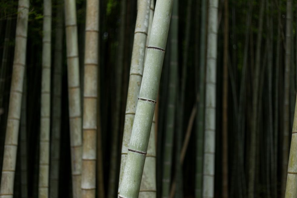 Tree, Bamboo, Trunk, Forest, Natural environment, Plant, Biome, Plant stem, Woody plant, Grass family, 