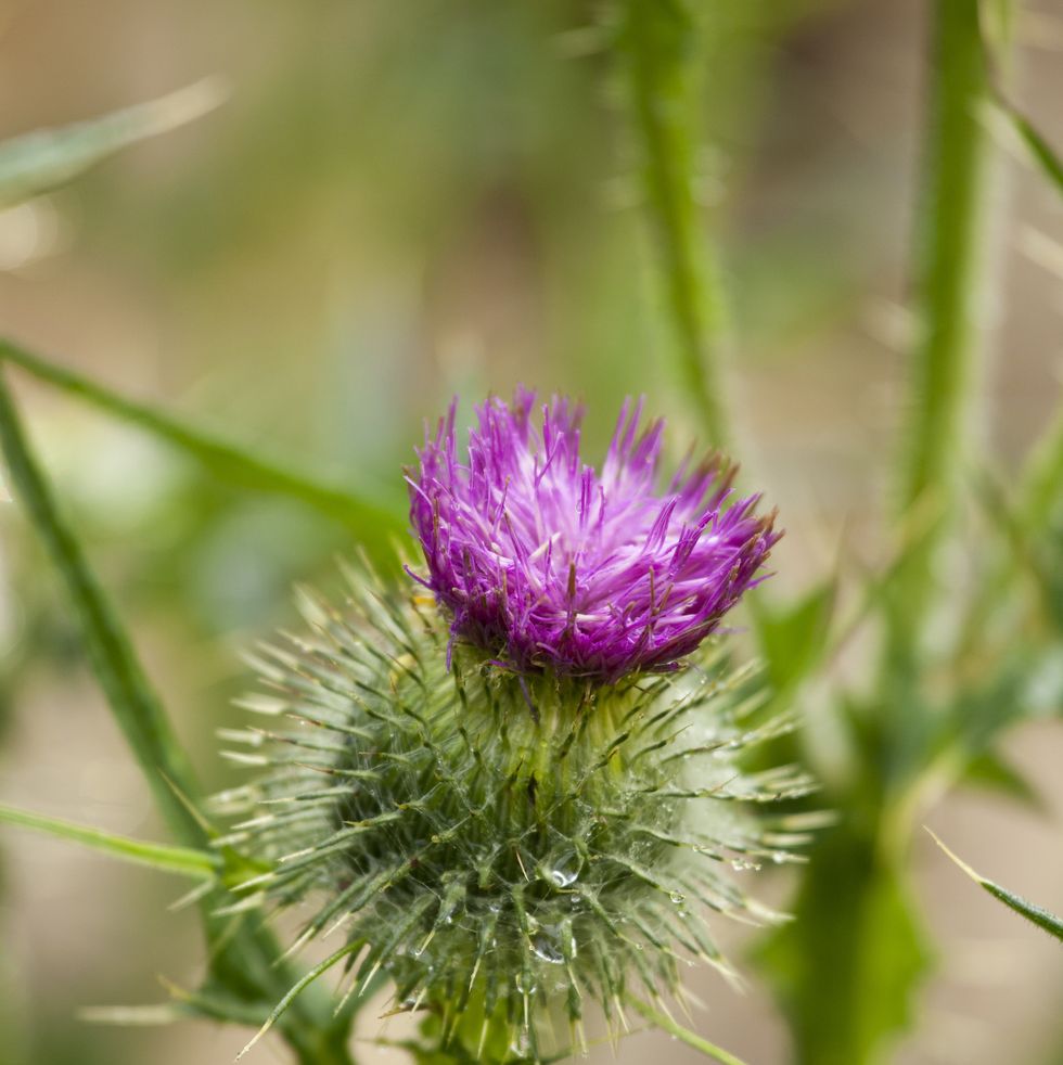 spear thistle, scottish thistle, in english country garden, uk