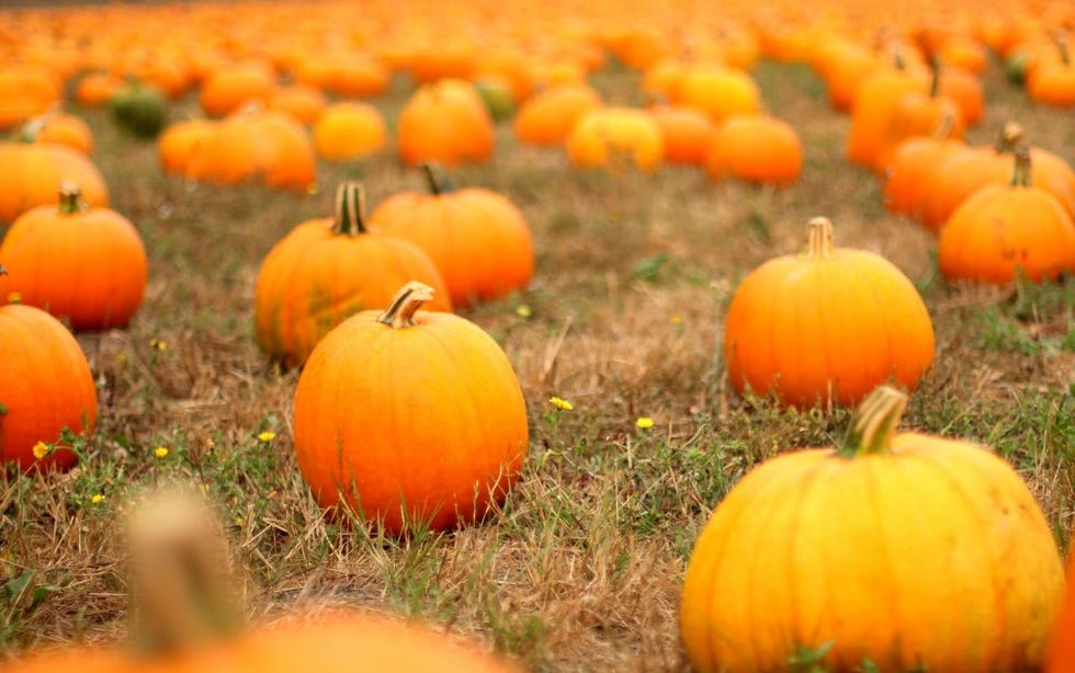 best pumpkin farms