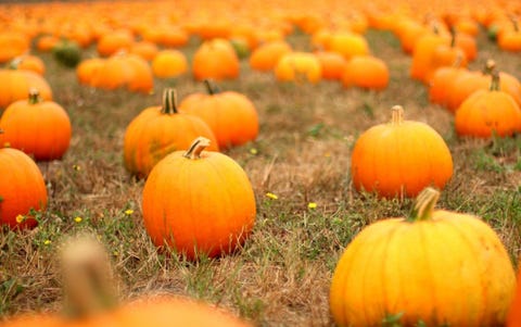 Best Pumpkin Farms Near Me — Top Pumpkin Farms Near Me To Visit In 2021