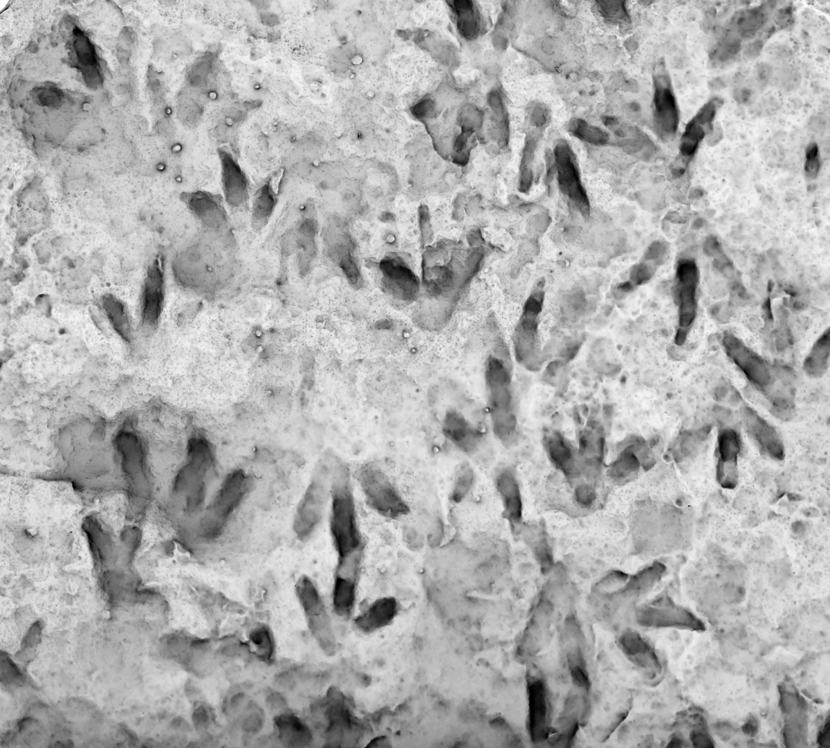A Mysterious Rock Sat in a School for 20 Years. Nobody Realized It Was Hiding 66 Dinosaur Footprints.
