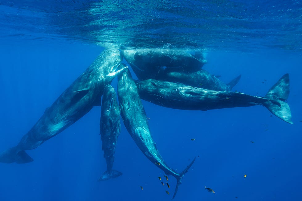 world-oceans-day