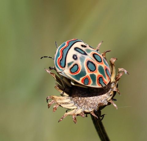 prettiest insects in the world