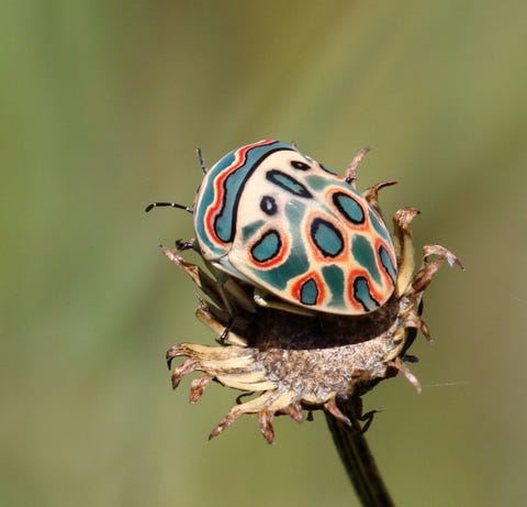 prettiest insects in the world