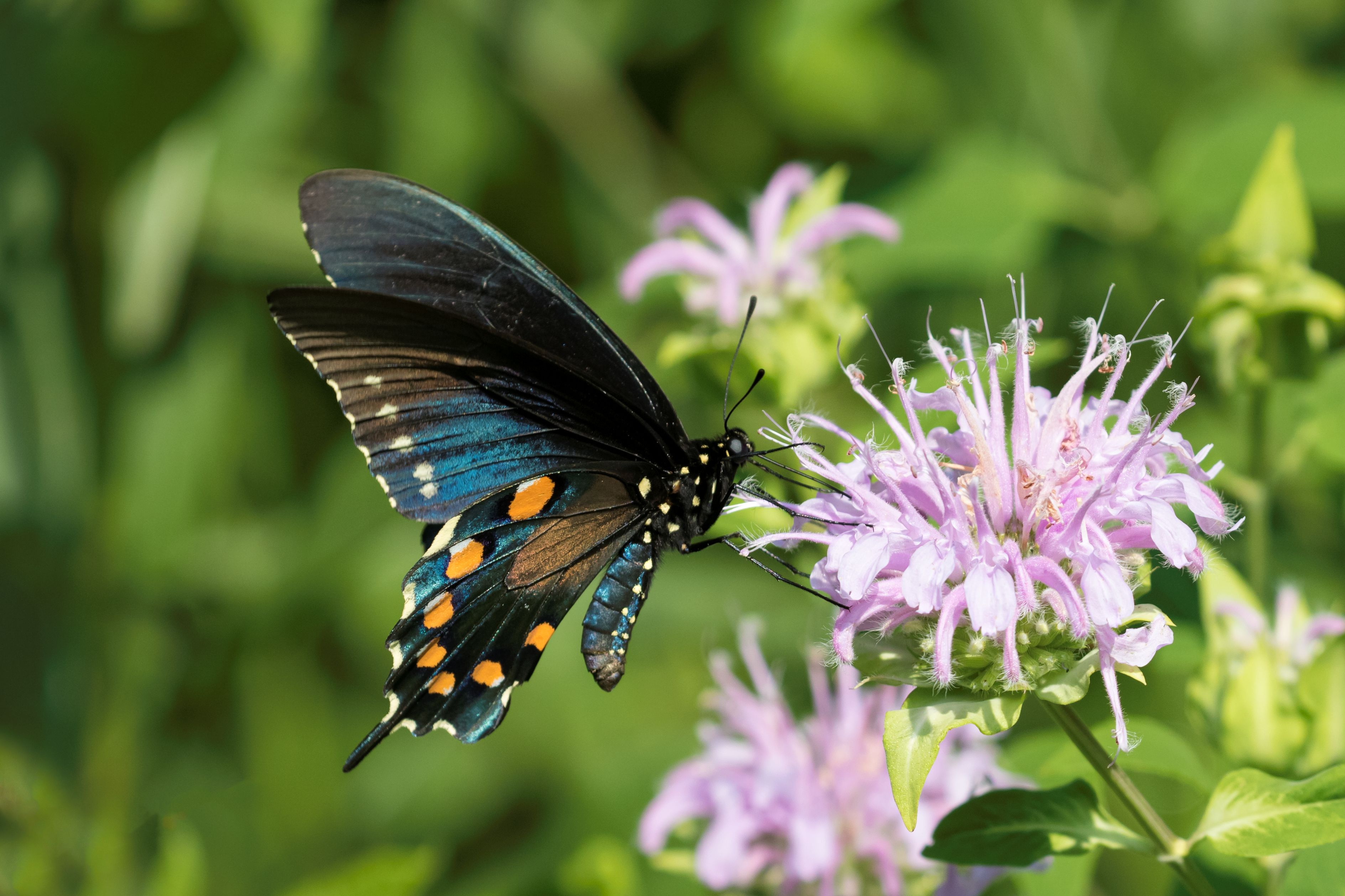 spicebush swallowtail butterfly among the wildflowers