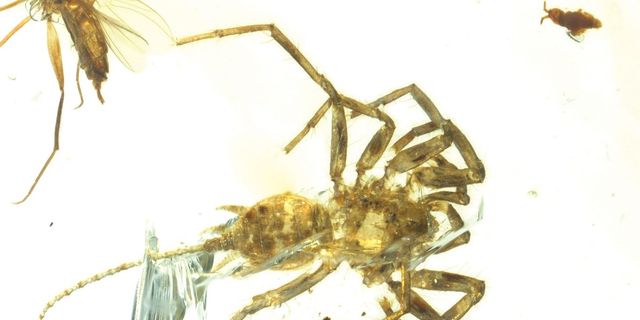 Insect, Pest, Invertebrate, Organism, Spider, Arthropod, Macro photography, 