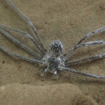 spider breathes underwater