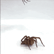 animated gifs show necrobotic spiders gripping and lifting various objects, along with a closeup of one joint flexing