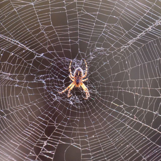 spider and his web
