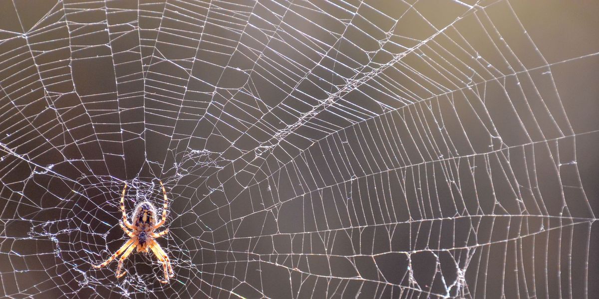 Where Do Spiders Go in the Winter? Experts Explain How They Survive