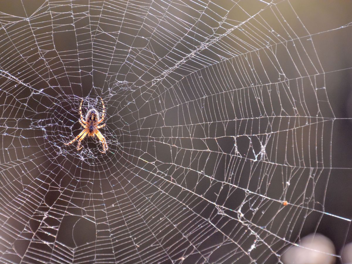 What Happens To Spiders In The Winter?