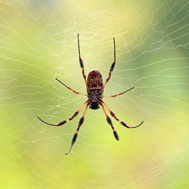 What Spider Bites Look Like—and When to Call the Doctor