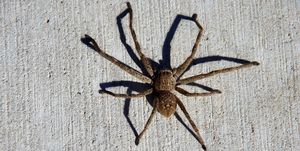 Spider casts a shadow on a concrete footpath in Canberra, Australian Capital Territory, Australia