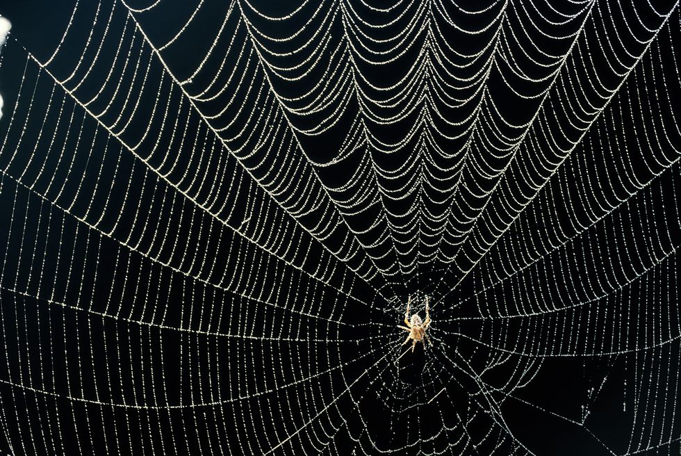 spider in dew covered web