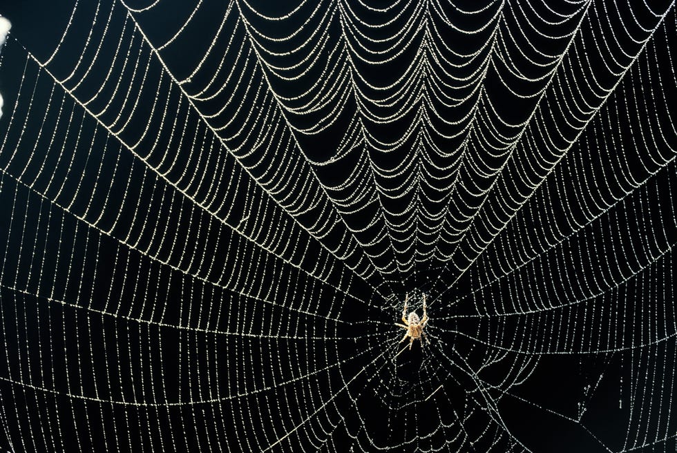 spider in dew covered web