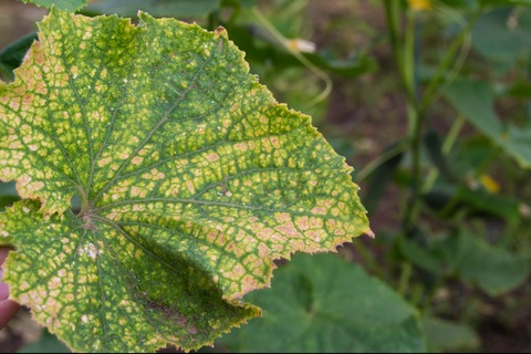 plant discolored by spider mites