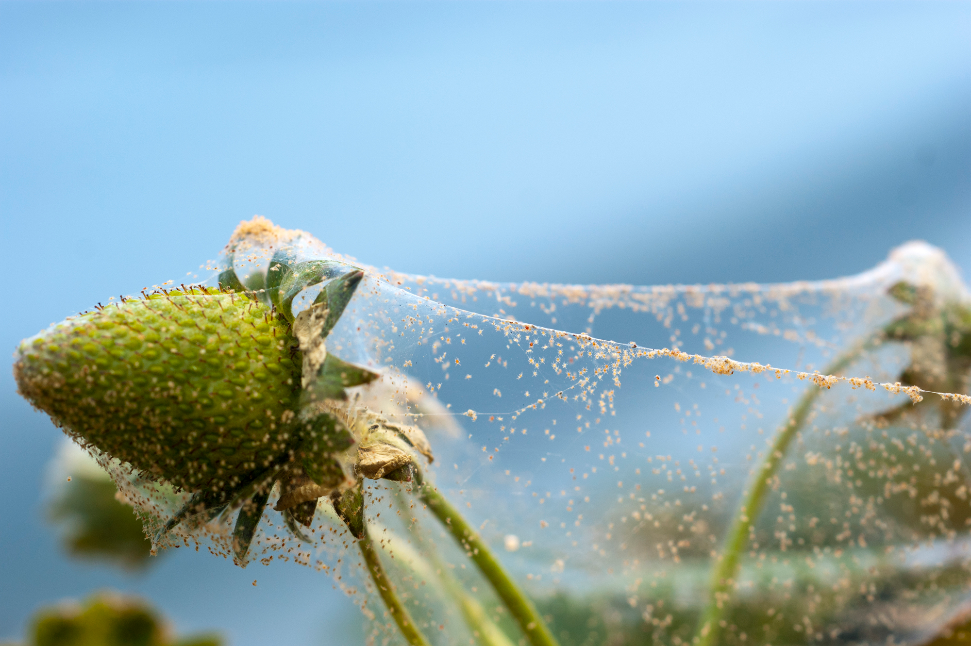 How to Get Rid of Spider and Outdoor Plants
