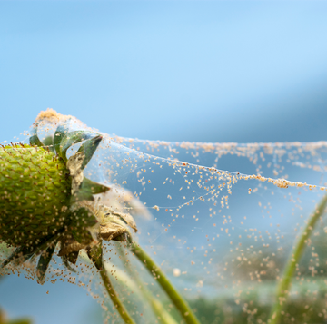 spider mite infestation on plant