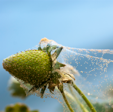 spider mite infestation on plant