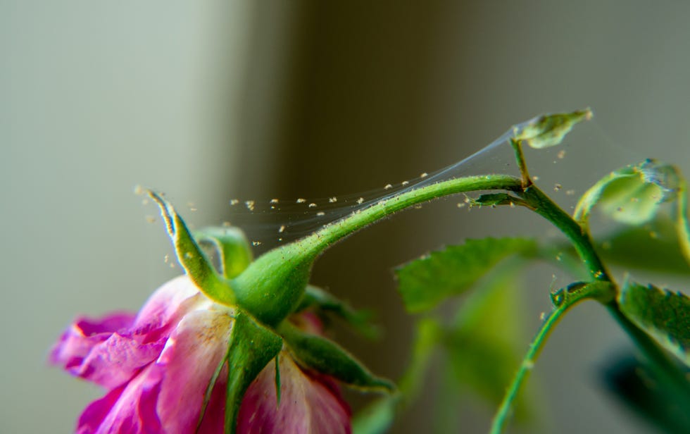 how to get rid of spider mites