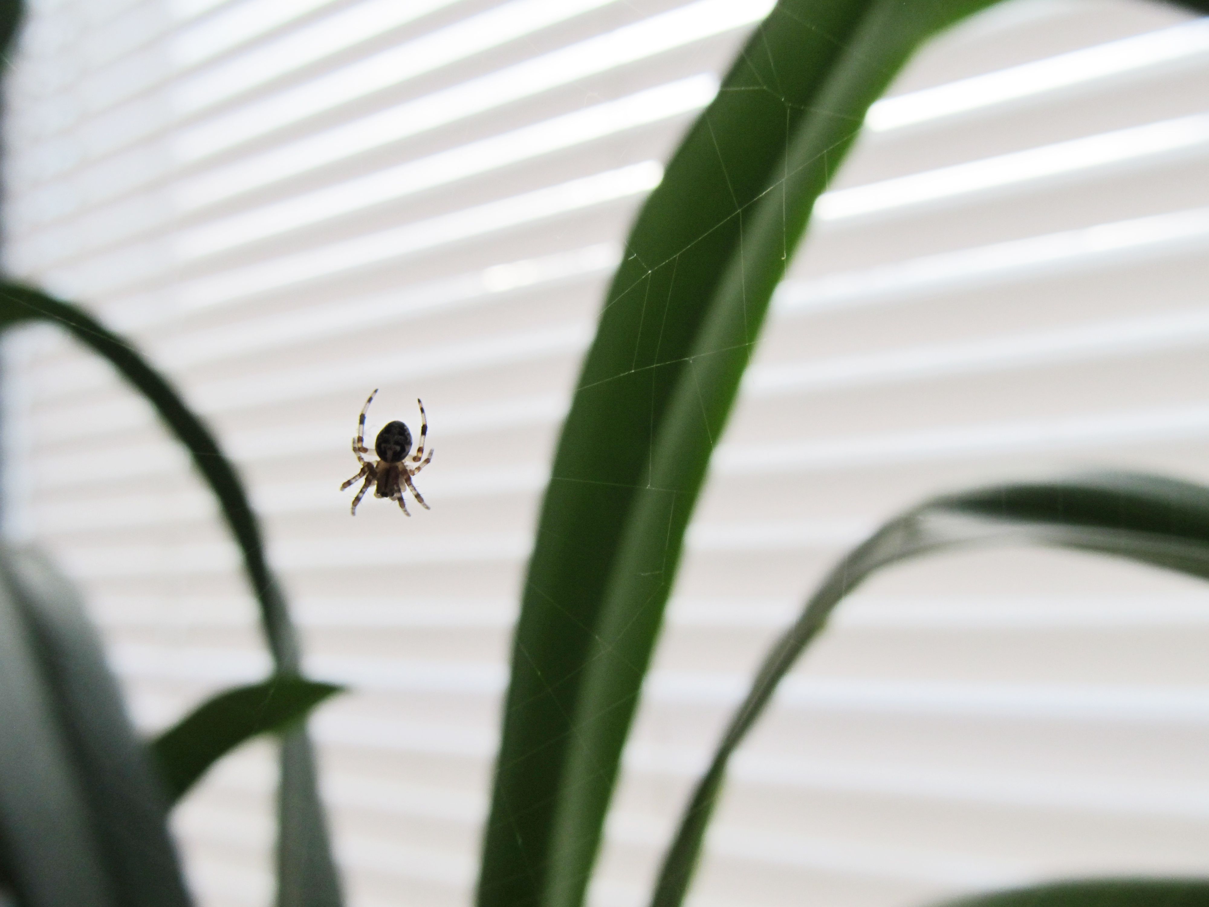 I think the daddy long legs who lives above my shower has had babies.  Anything I can do to help them given they live indoors? ACT, Australia :  r/spiders