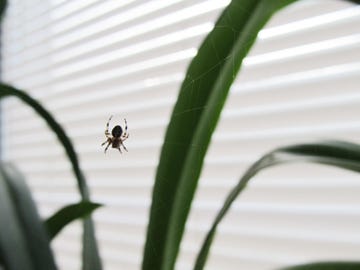 a spider on a window in a web
