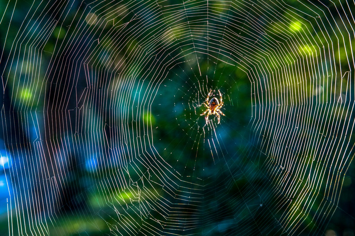 Spiders are invading our homes in record numbers this year