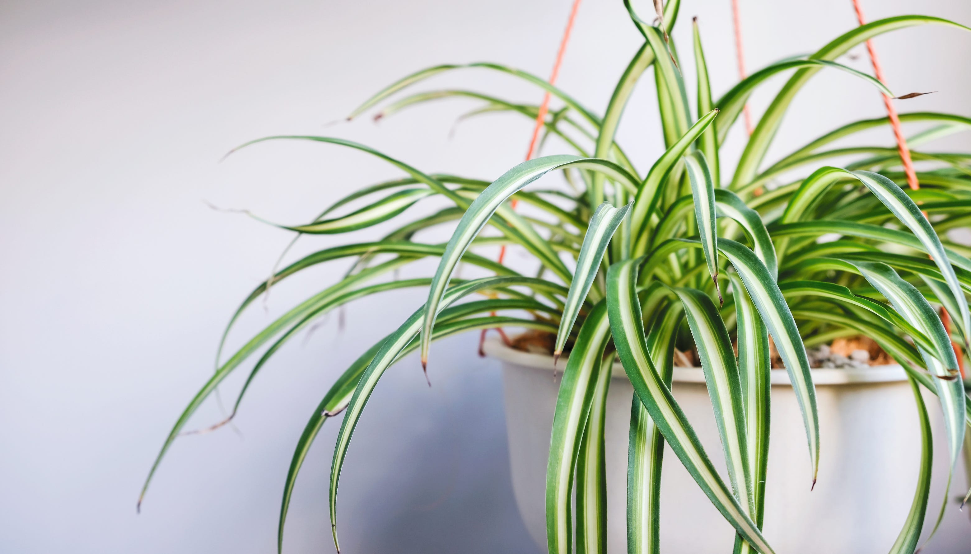 8 Common Houseplants That Remove Mould