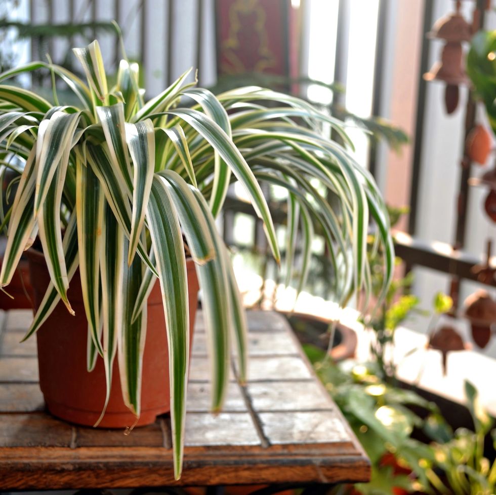 spider plant on a wooden table at home balcony