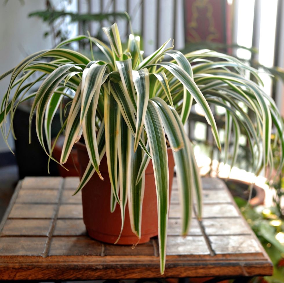Spider plant on wooden table on balcony at home