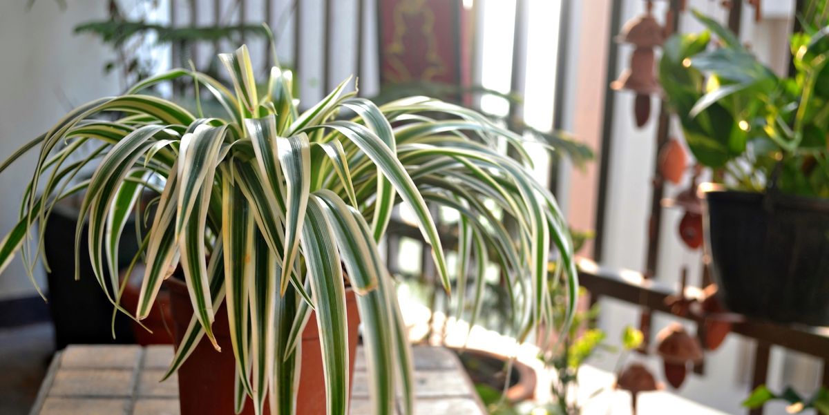 Pro Spider Plant Care - Spider Plant Growing Tips