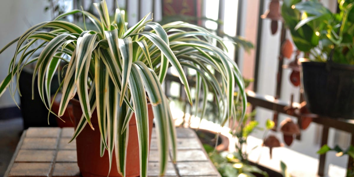 Pro Guide to Spider Plant Care - Spider Plant Growing Tips